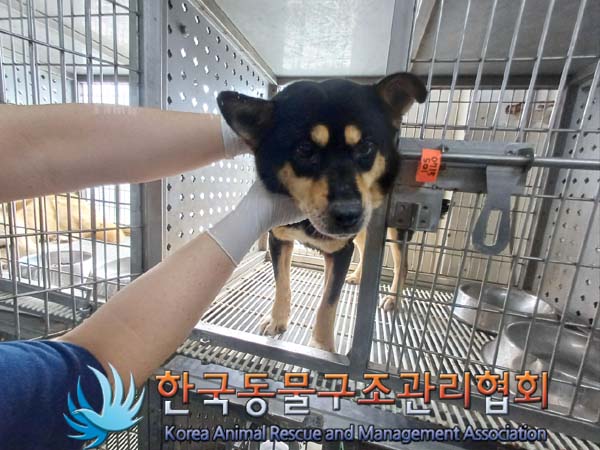 한국동물구조관리협회_441406202401253