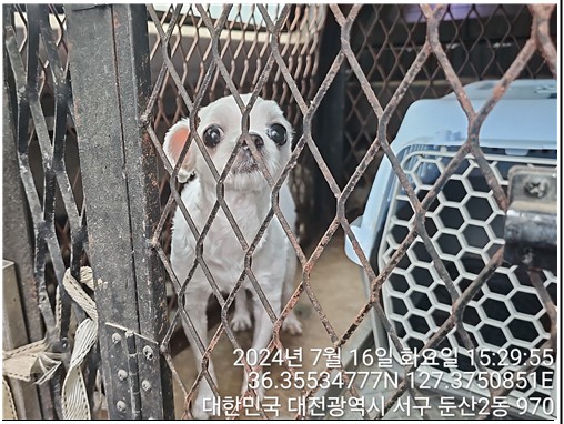 대전동물보호센터_430366202400346