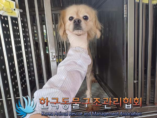 종료(안락사) 믹스…