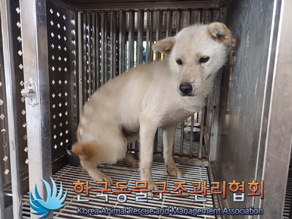 종료(안락사) 믹스…