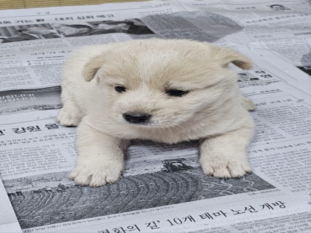 보호중 믹스견의 가…