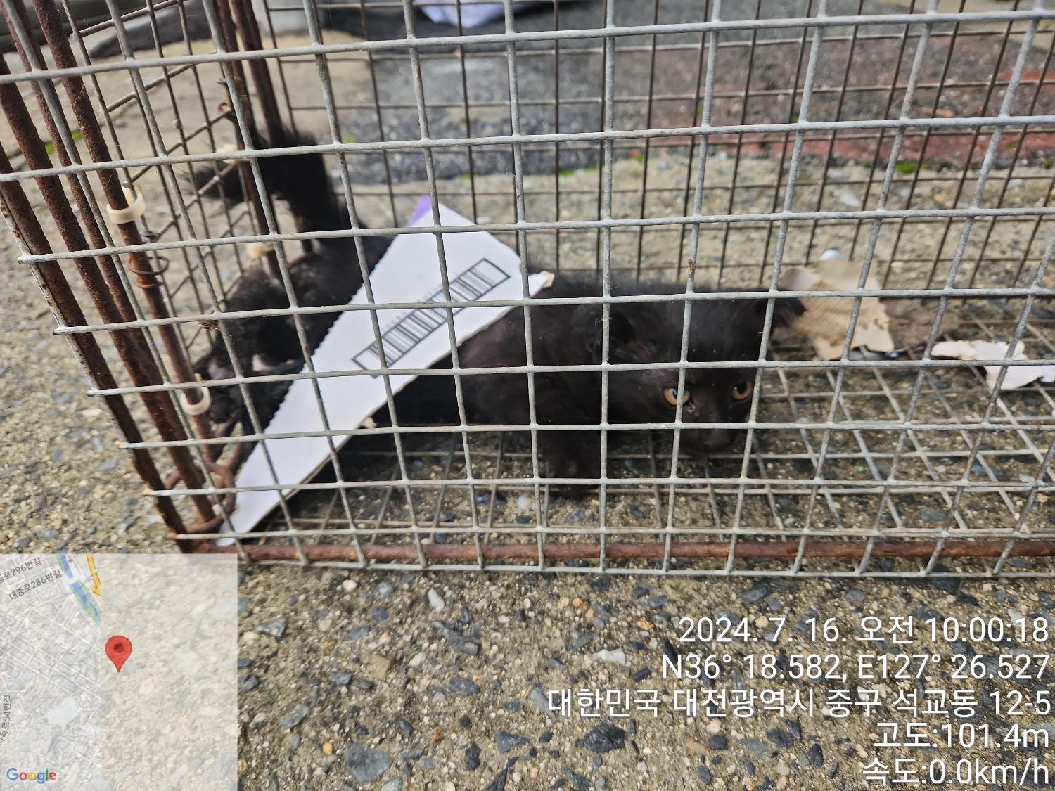 대전동물보호센터_430365202400325