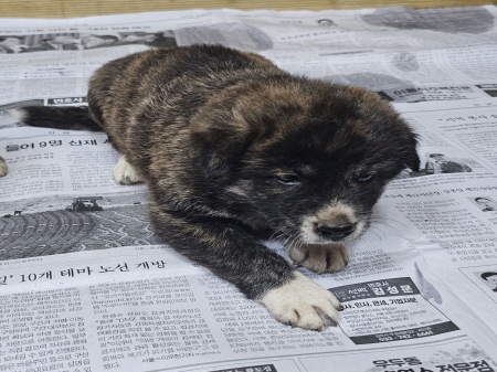 횡성유기동물보호센터_442426202400394