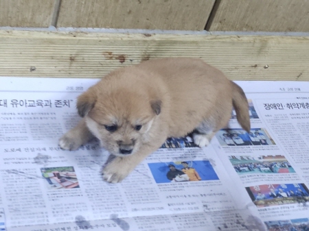 횡성유기동물보호센터_442426202400390