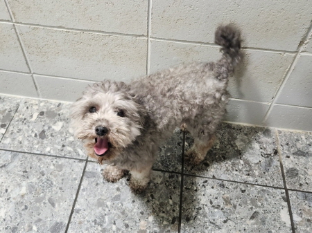 보호중 푸들의 가족…