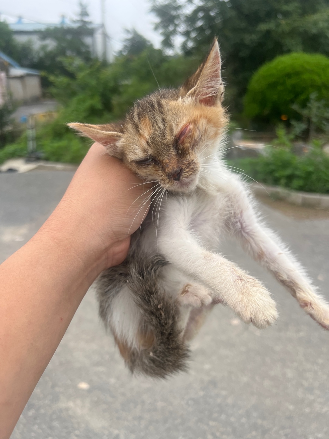 부산동물보호센터_426326202400348
