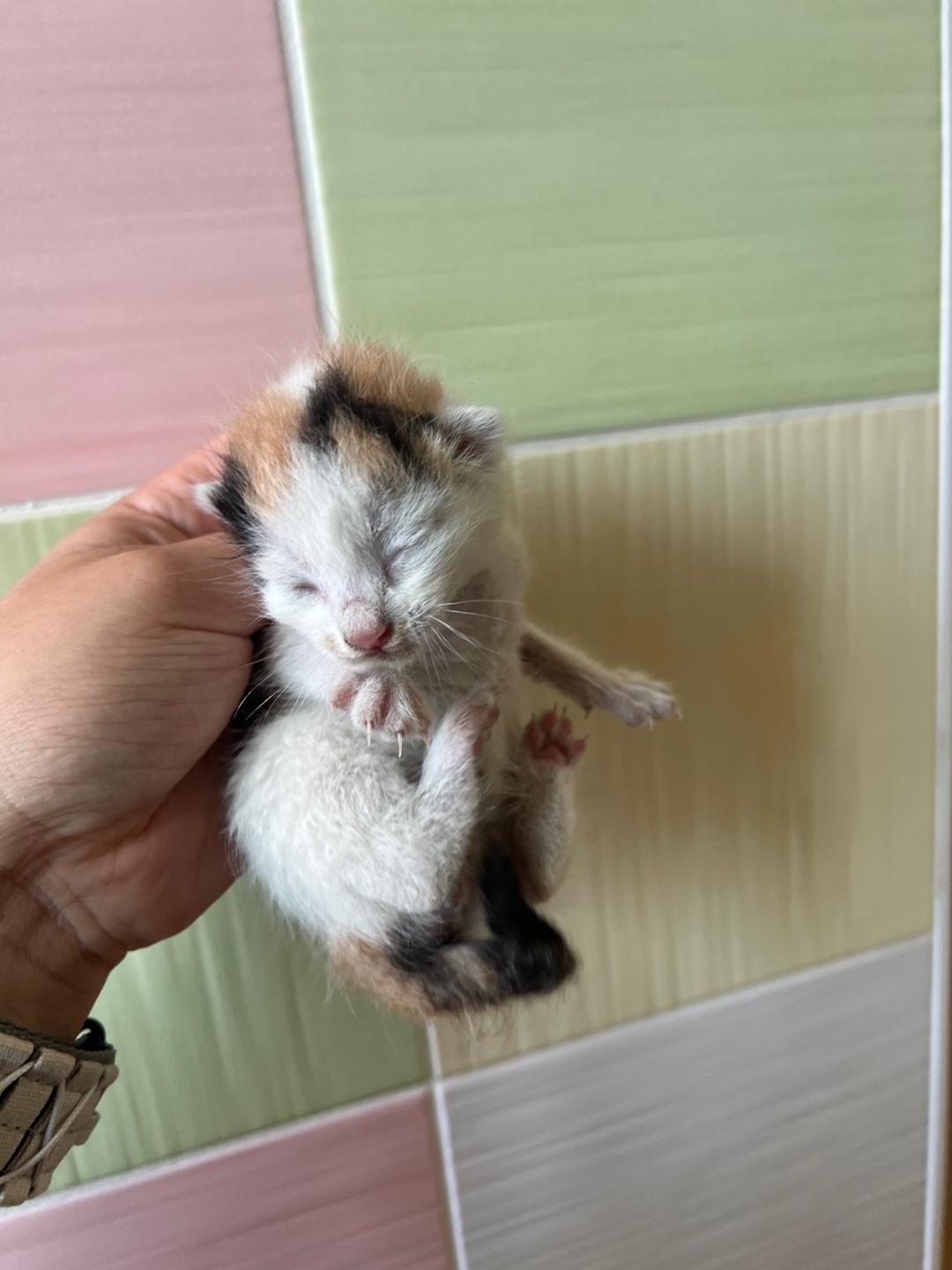 보호중 한국 고양이…