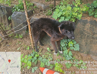 대전동물보호센터_430367202400500