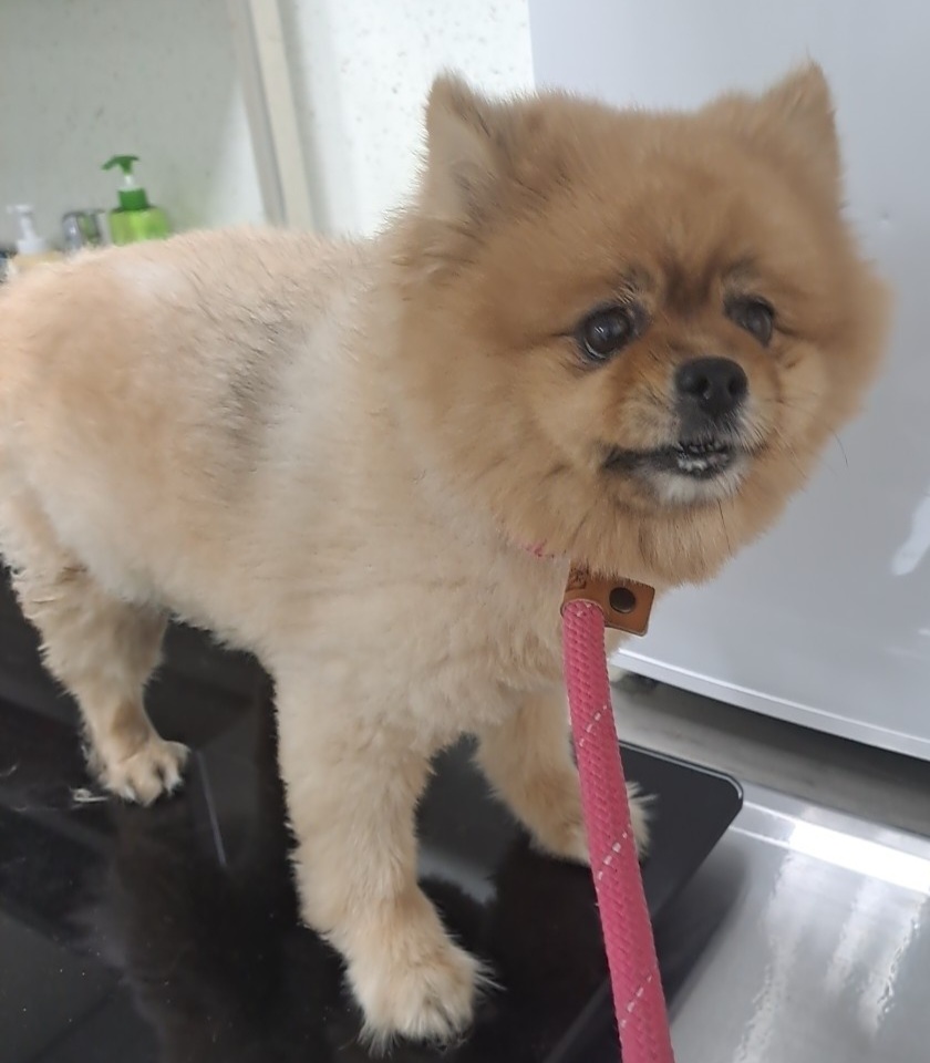수원시 동물보호센터_441374202400897