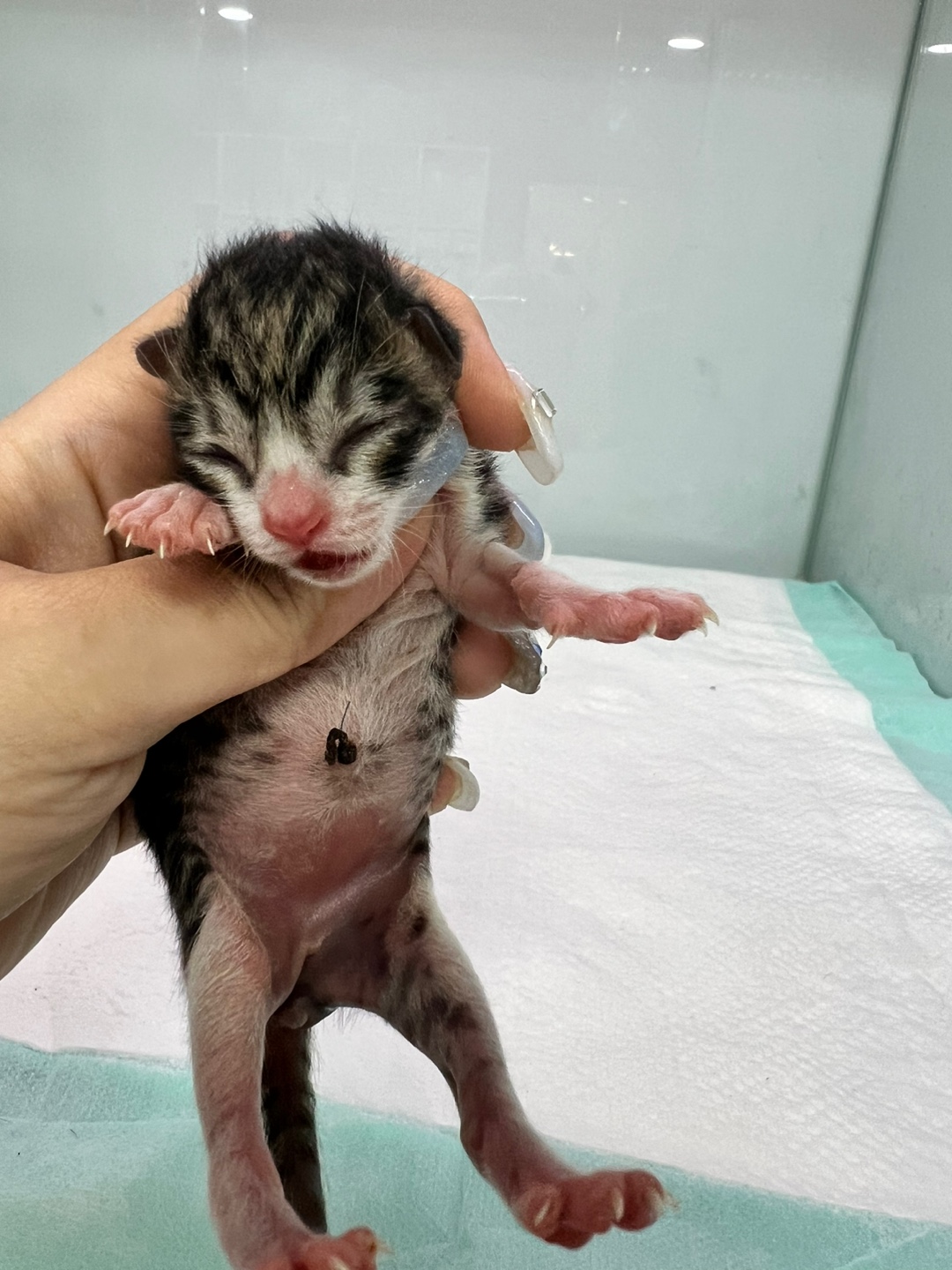 24시아이동물메디컬_441386202401033