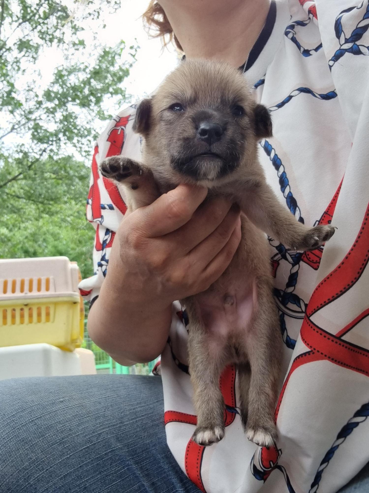 울산유기동물보호센터_431373202400959