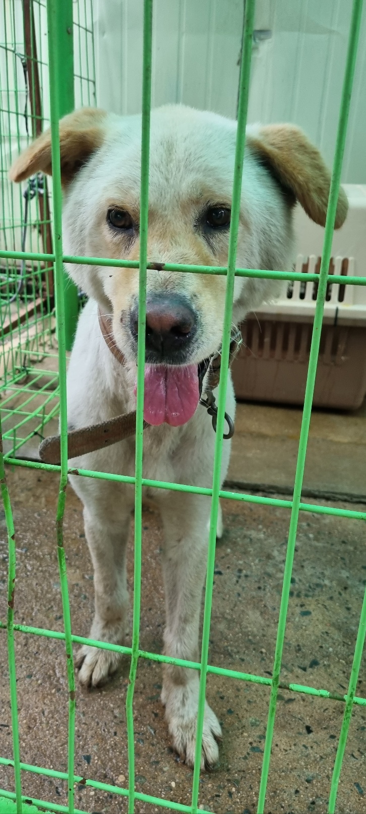 울산유기동물보호센터_431372202400353