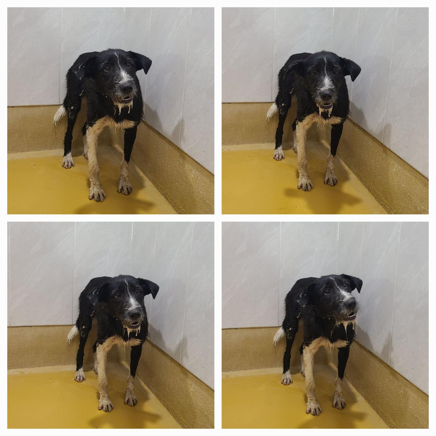천안시 동물보호센터_444449202401475