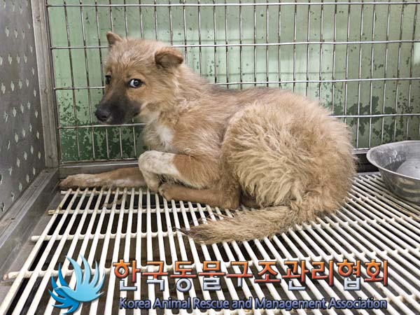 한국동물구조관리협회_441559202400836