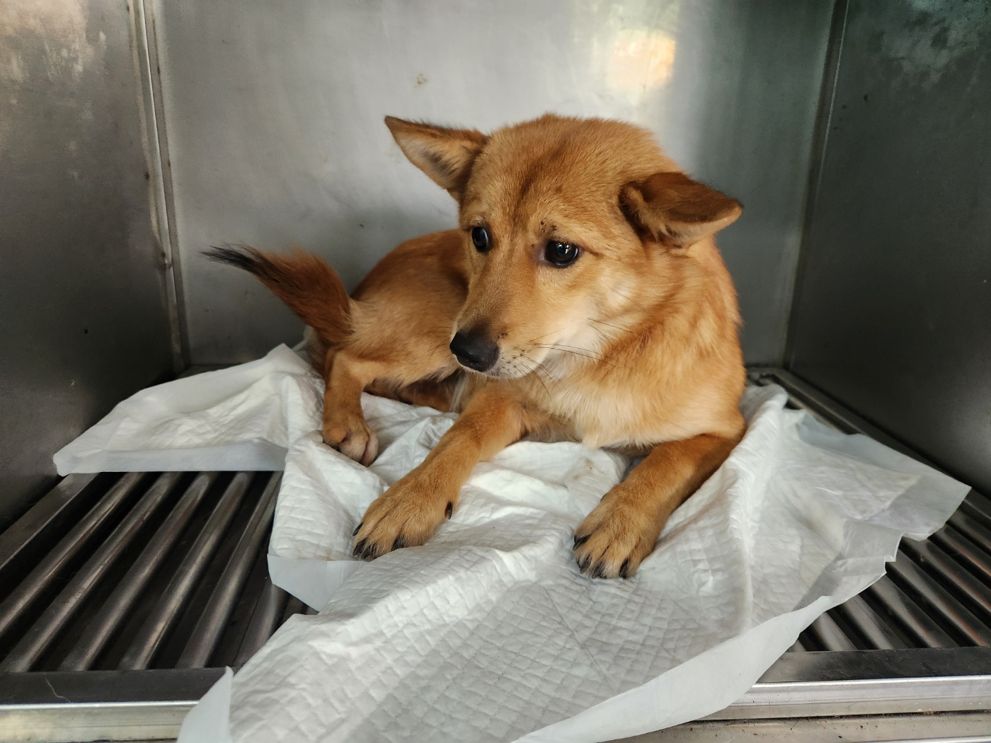 광주 동물보호소_429362202400659