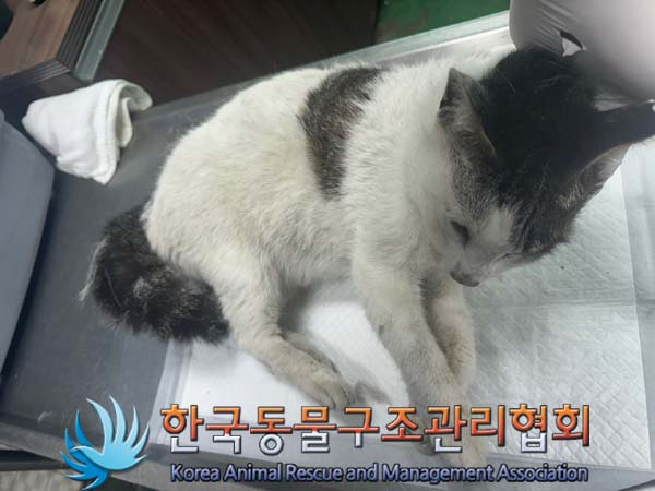 한국동물구조관리협회_411300202400323