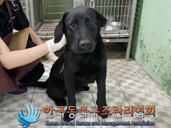 한국동물구조관리협회_441560202400757