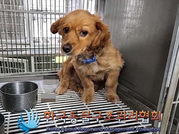 한국동물구조관리협회_441560202400756