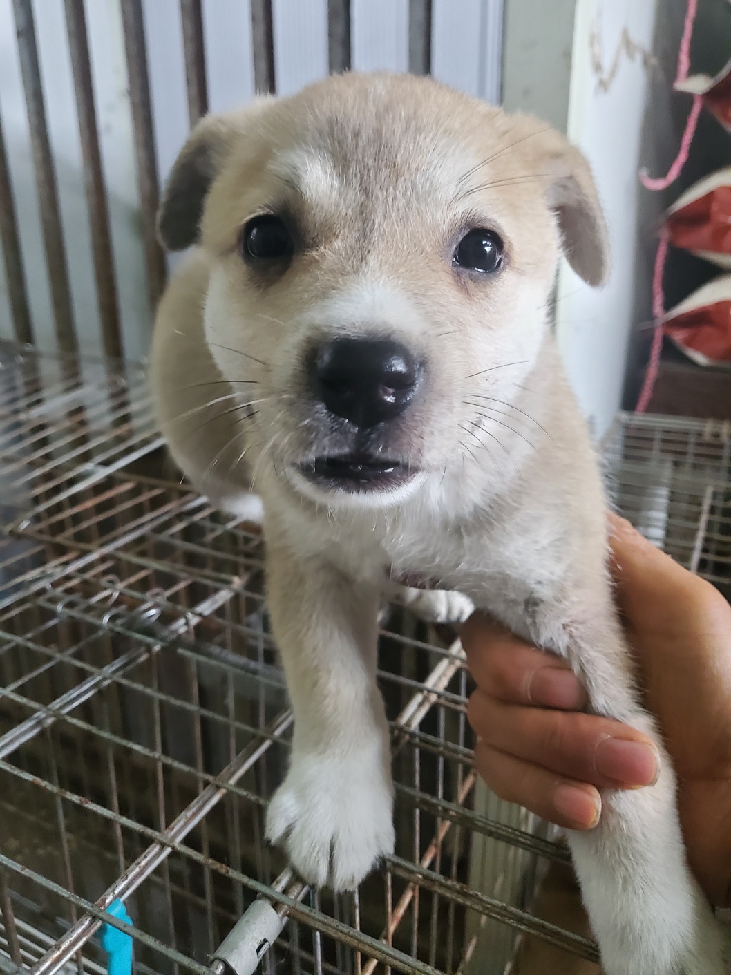 평택시유기동물보호소_441391202401835
