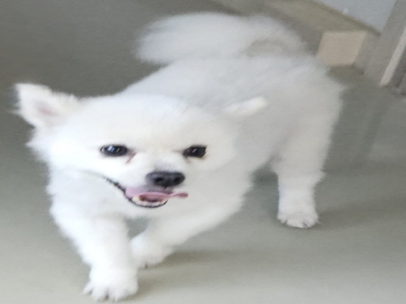 원주시동물보호센터_442419202400578