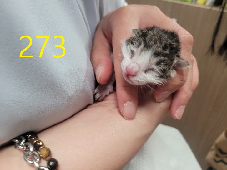 보호중 한국 고양이…