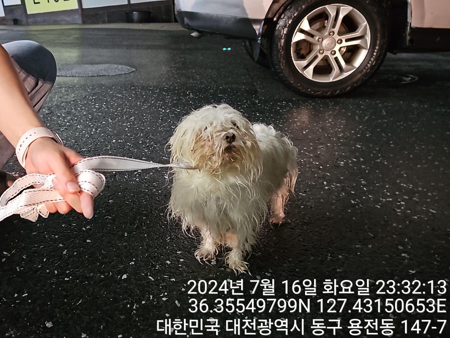 대전동물보호센터_430364202400628