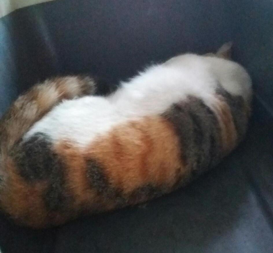 대구유기동물보호협회_427347202400629
