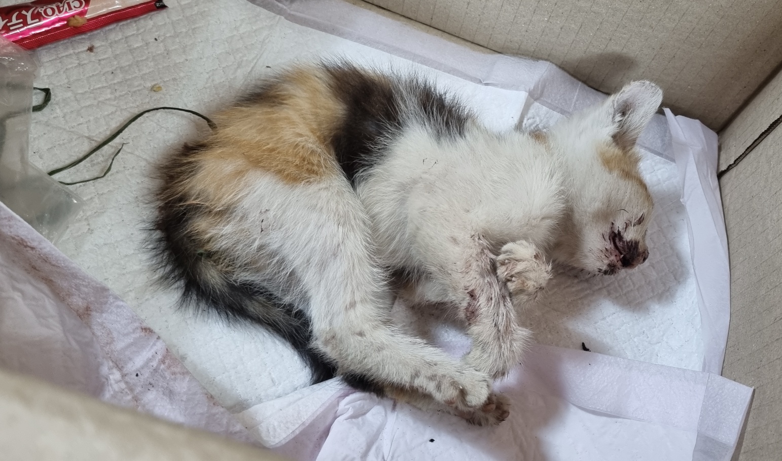 울산유기동물보호센터_431372202400363