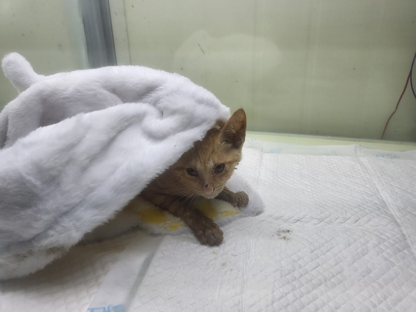 보호중 한국 고양이…