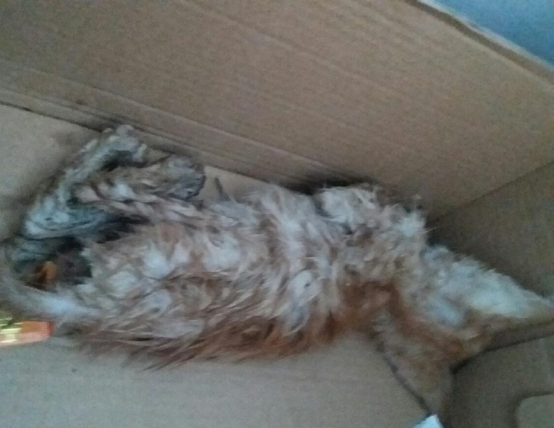 대구유기동물보호협회_427345202400428