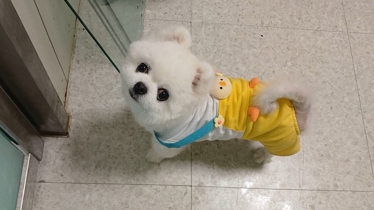 종료(반환) 포메라…