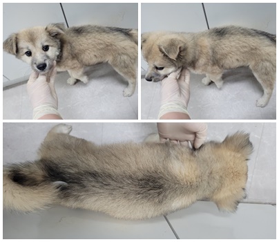 논산시 동물보호센터_444454202400613