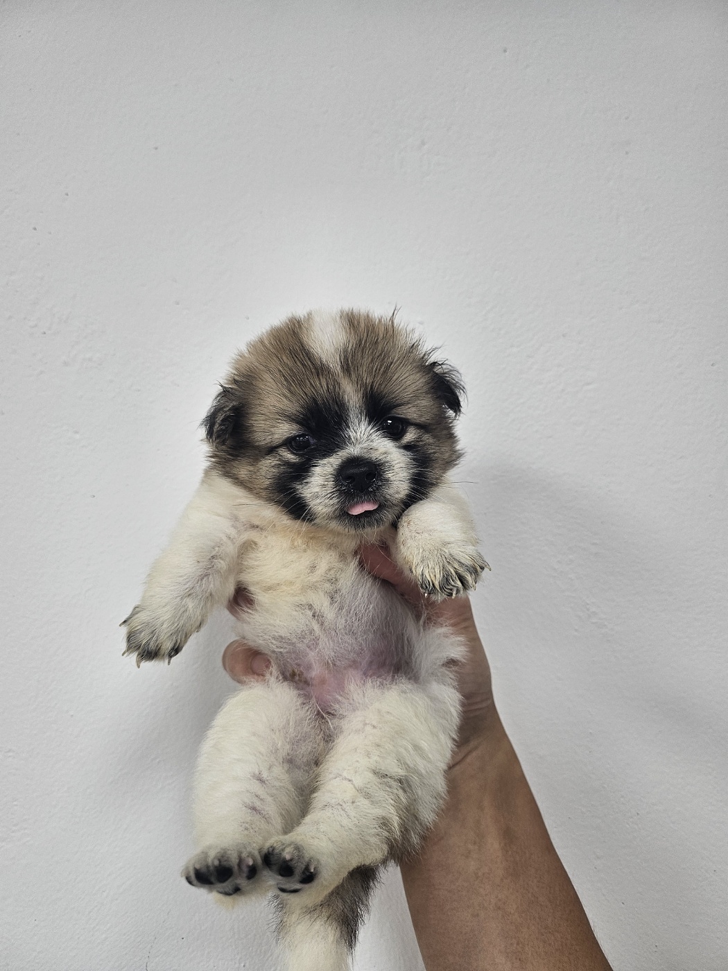 반려동물보호센터_443571202401854