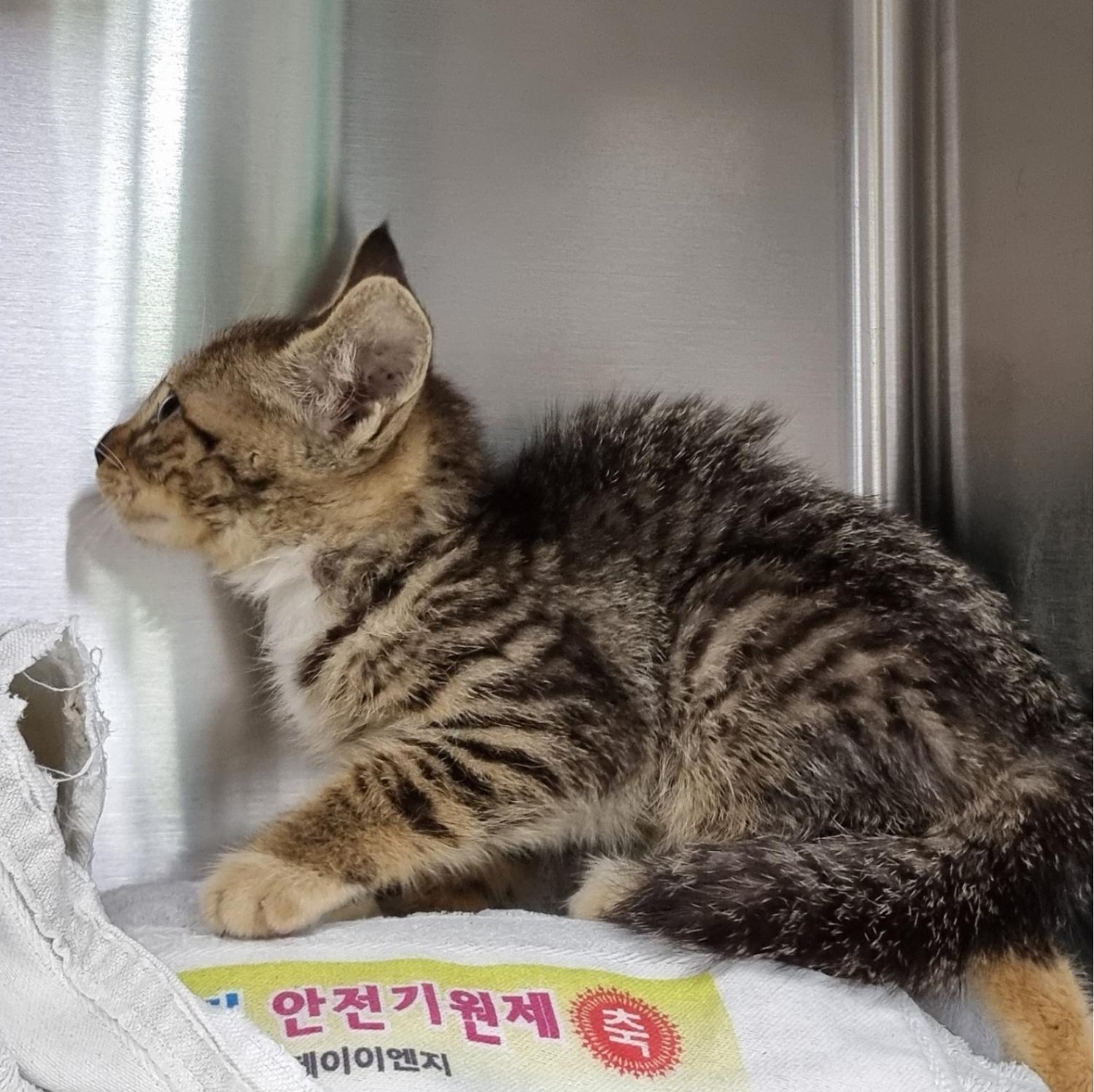 종료(입양) 한국 …