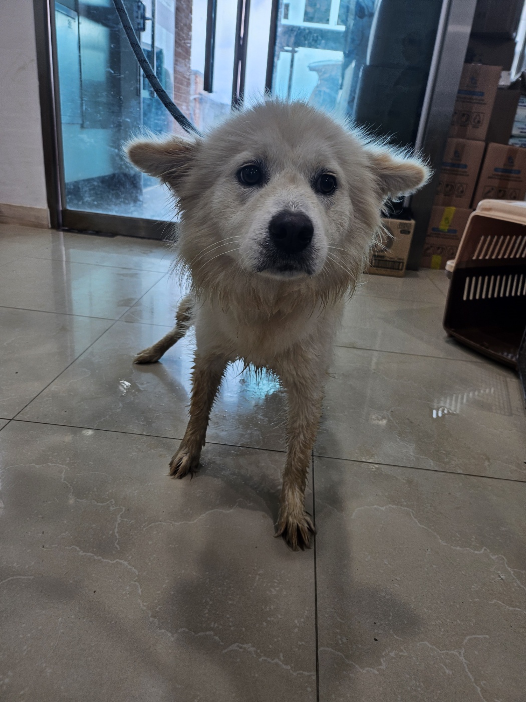 반려동물보호센터_443571202401852