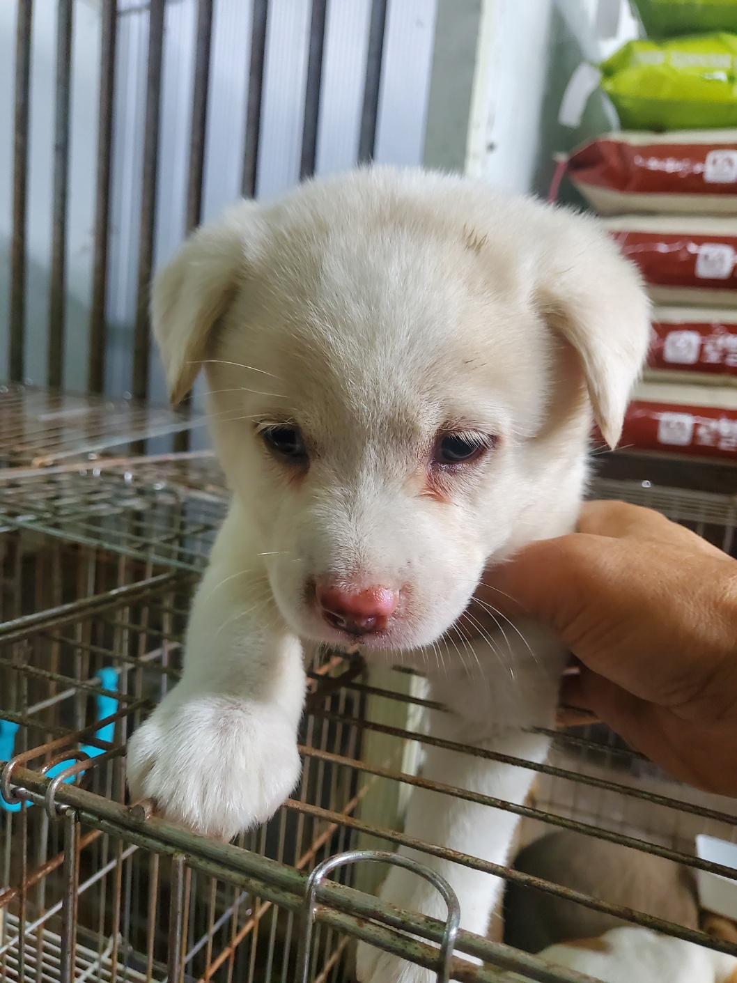 평택시유기동물보호소_441391202401844