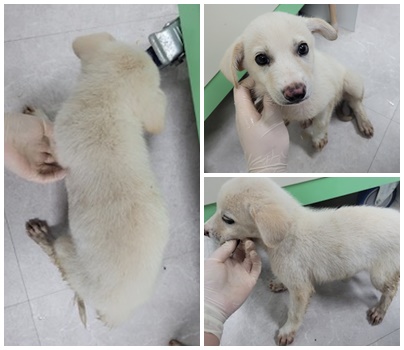 논산시 동물보호센터_444454202400619