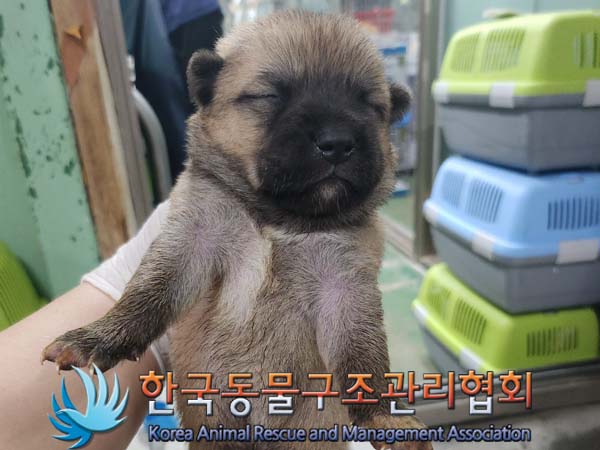 한국동물구조관리협회_441409202401086