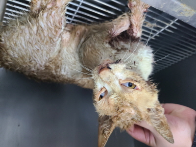 종료(입양) 믹스묘…