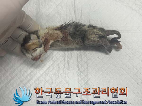 한국동물구조관리협회_411316202400386