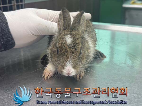 한국동물구조관리협회_411301202400254