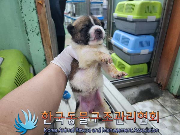 종료(자연사) 믹스…