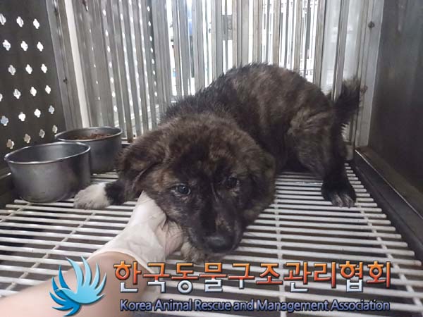 보호중 믹스견의 가…