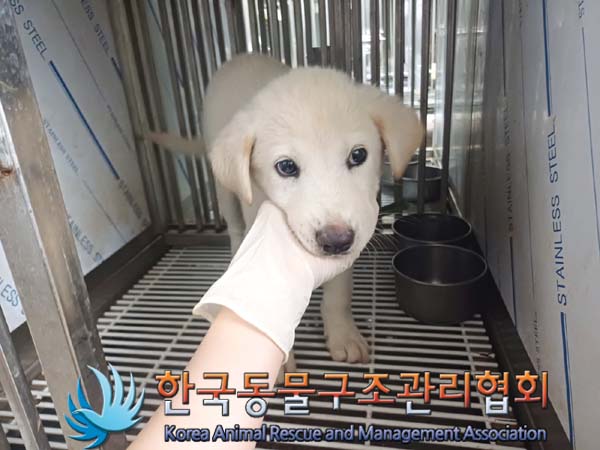 한국동물구조관리협회_441560202400760