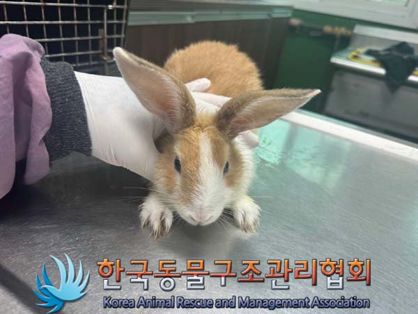 보호중 토끼의 가족…