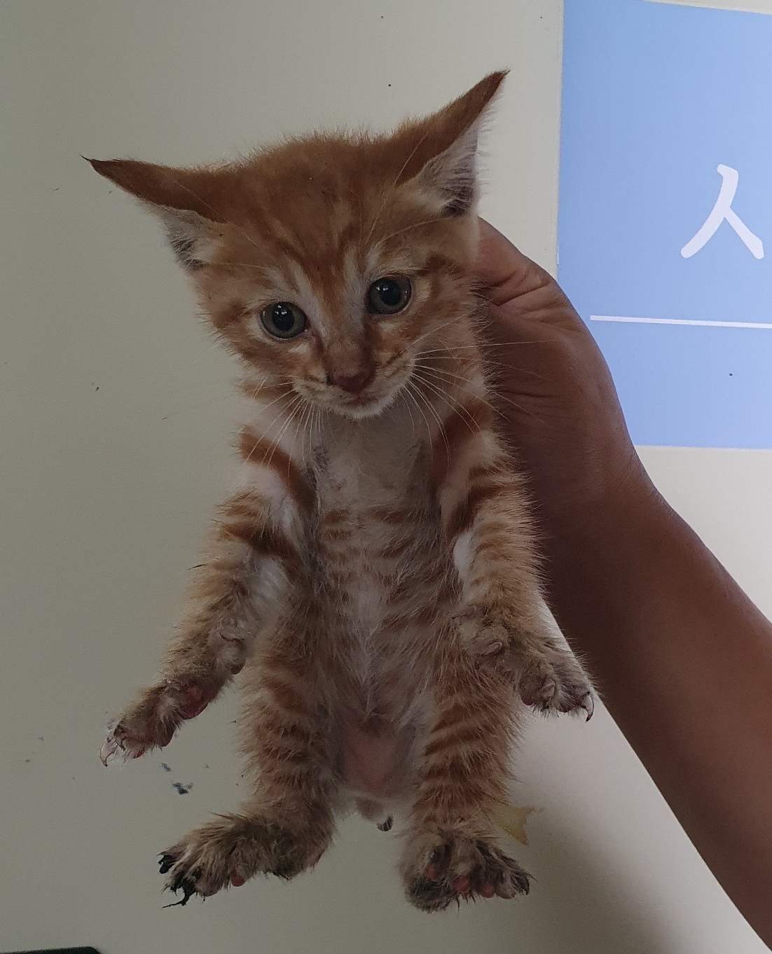 부산동물보호센터_426332202400403