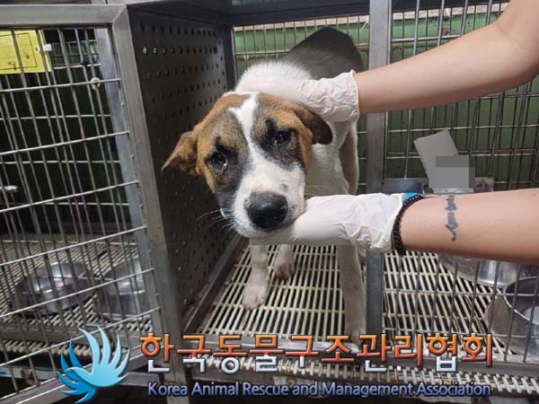 한국동물구조관리협회_441406202401260