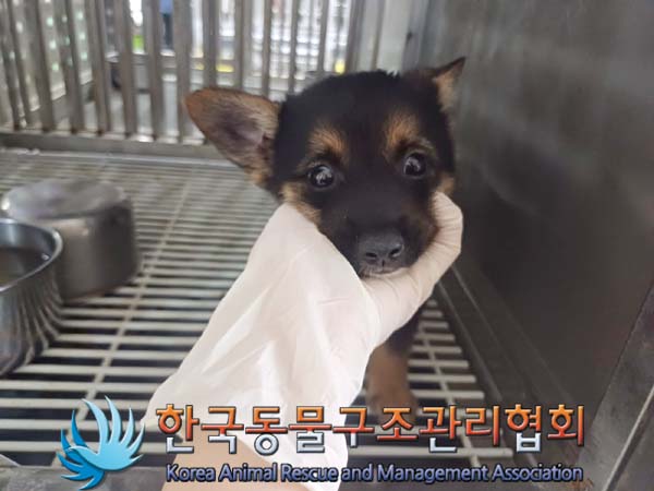 보호중 믹스견의 가…