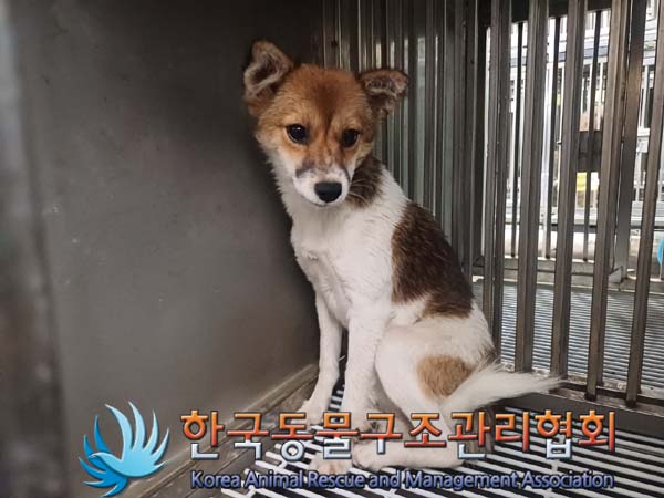보호중 믹스견의 가…