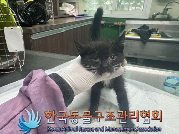한국동물구조관리협회_411323202400810